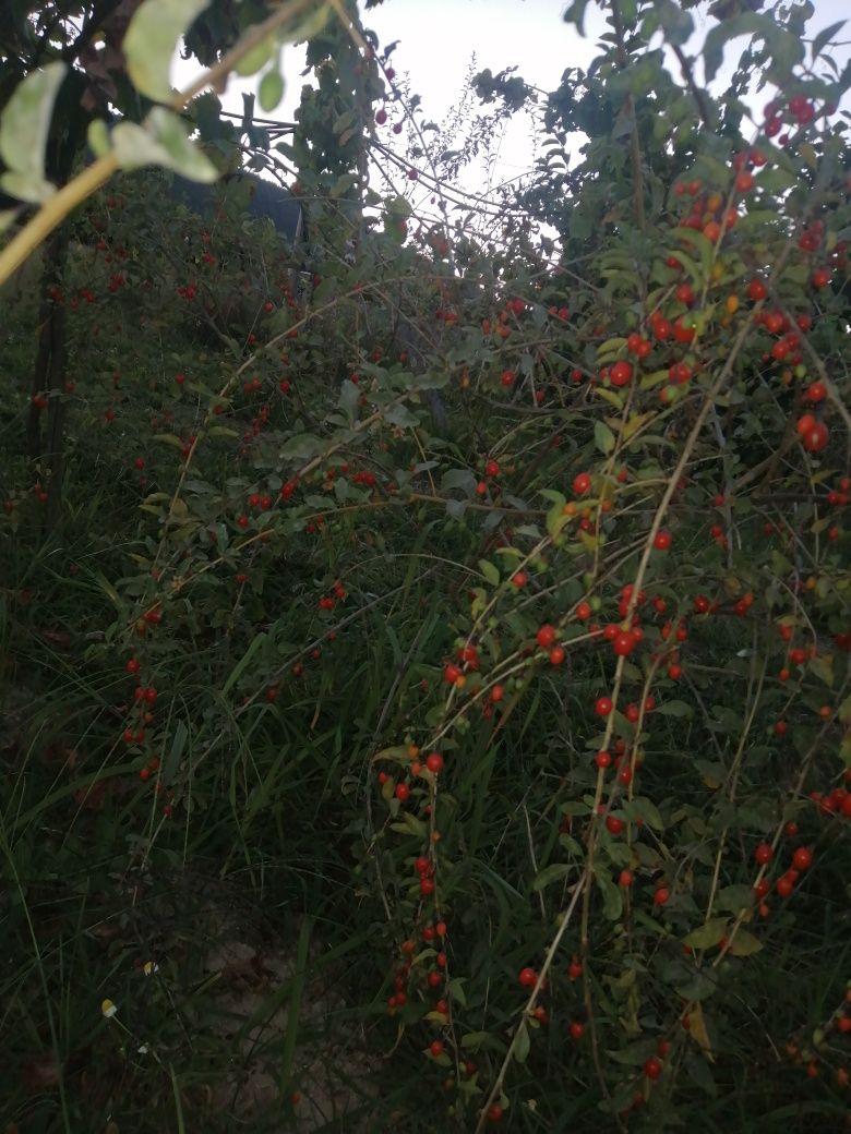 Fruto goji  biológico