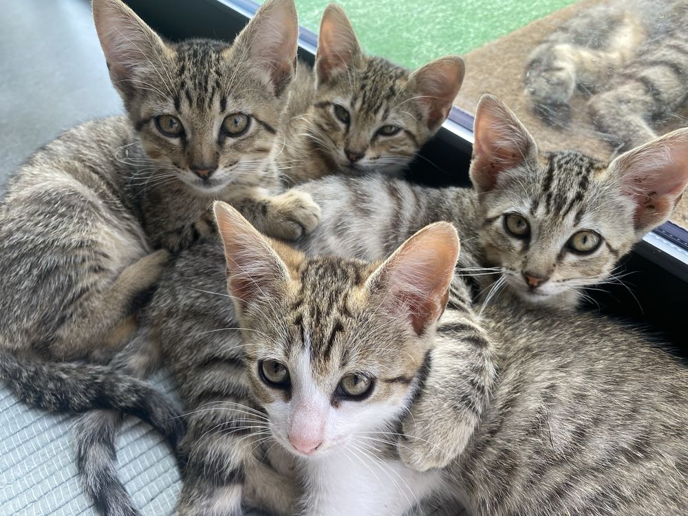 Dão-se gatinhas