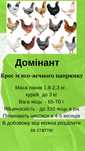 Інкубаційне яйце курей  Домінант