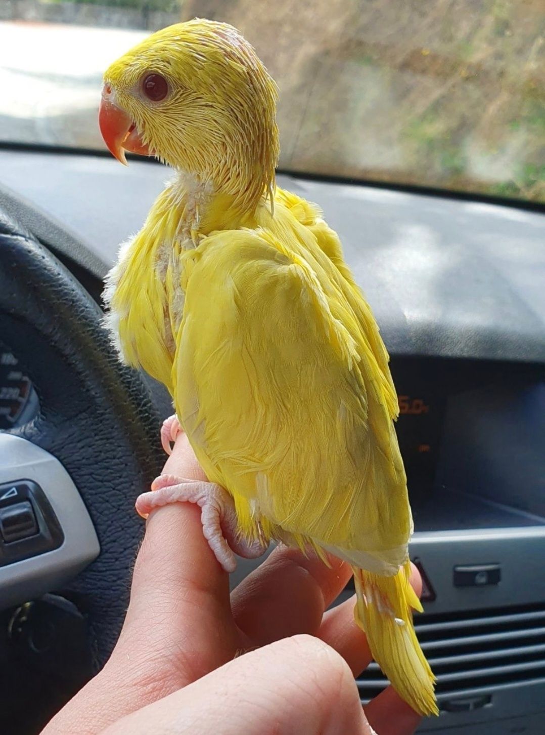 Ring Necks bebés ou Domesticados