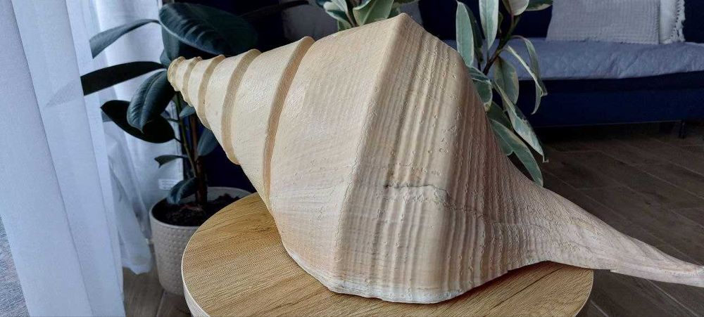 Syrinx Aruanus Concha *róg sygnałowy XXXL* 62 cm +Cassis Cornuta 20cm