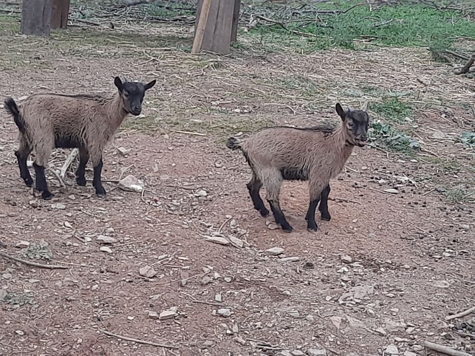 Cabritos anões com 3 meses