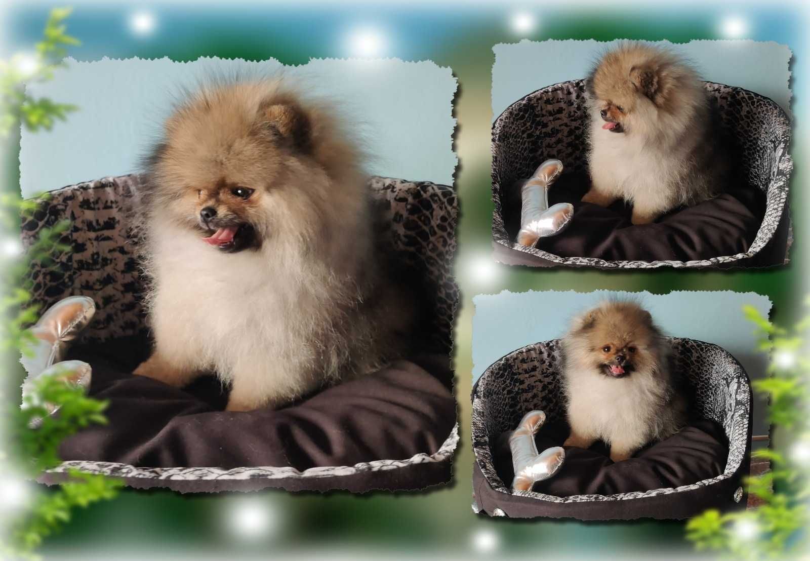 Pomeranian  Orange Sable Szpic Miniaturowy Miś
