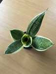 Sansevieria Hahnii Marginated