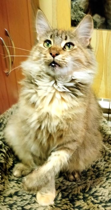 Кошенята МЕЙН-КУН