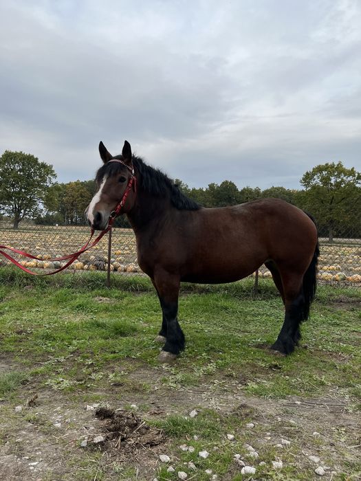 Sprzedam klacz Arden Polski