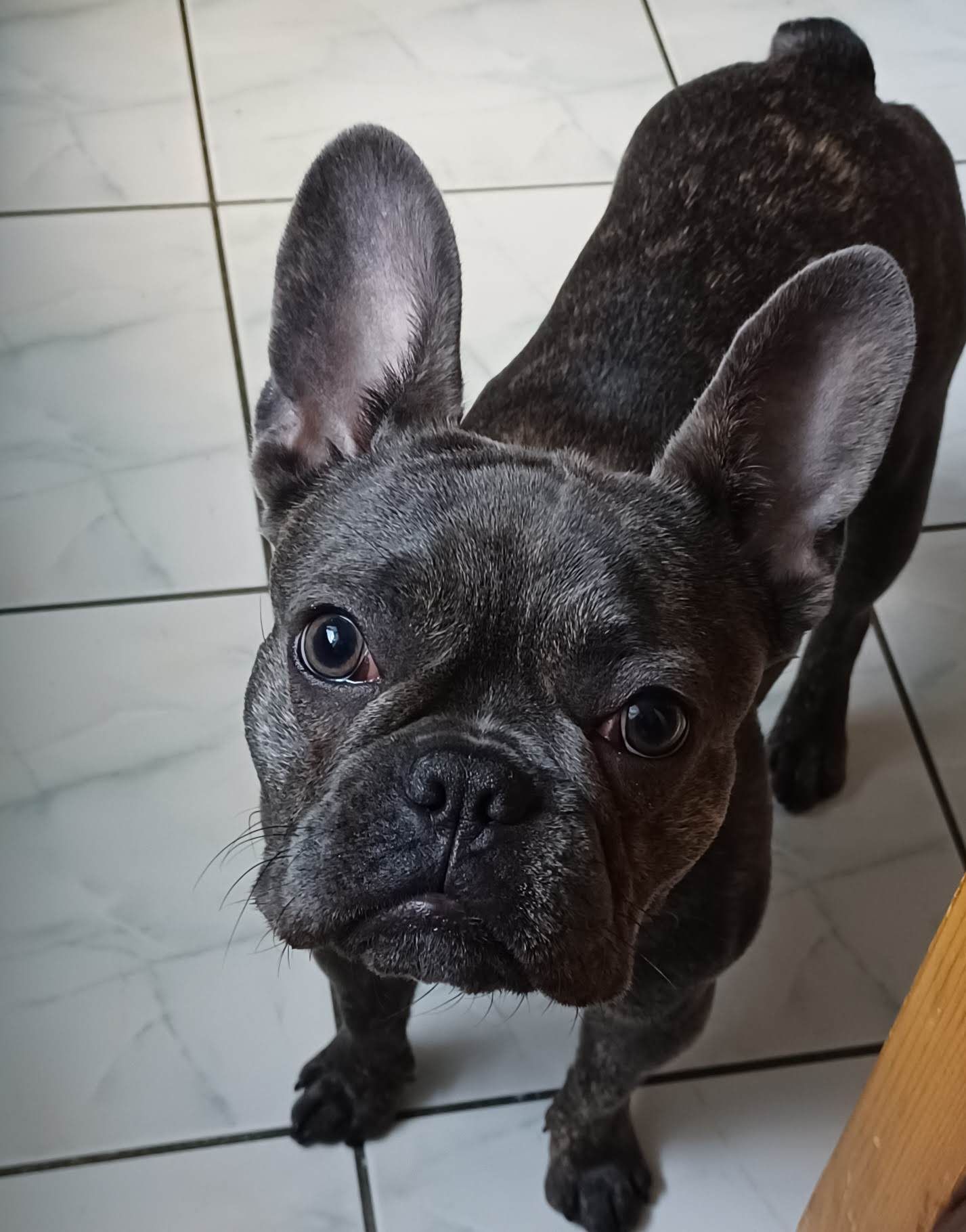 Buldog Francuski