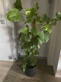 Roślina Doniczkowa Epipremnum Pinnatum Aureum na paliku 150 cm
