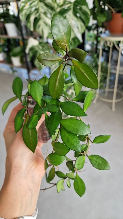 Продам Хойя Нуна пинк Hoya Noona pink