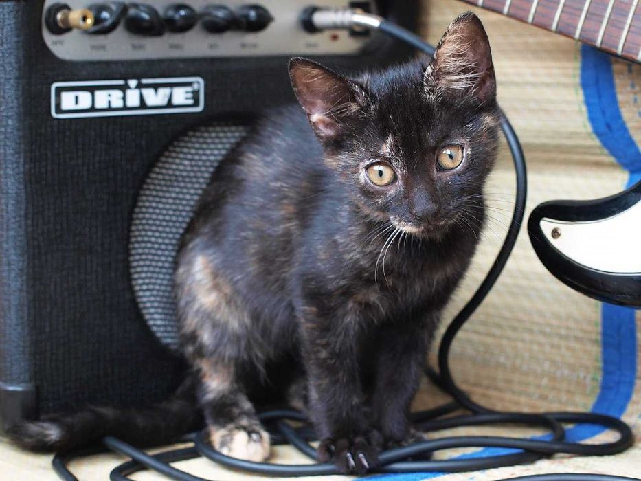 Котенок Джейн ищет дом