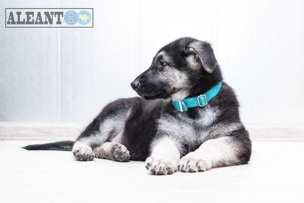 Щенки ВЕО - Цуценята СЄВ (ВЕО)  вже доступні! документи КСУ