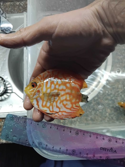 Discus - Vários - Peixes