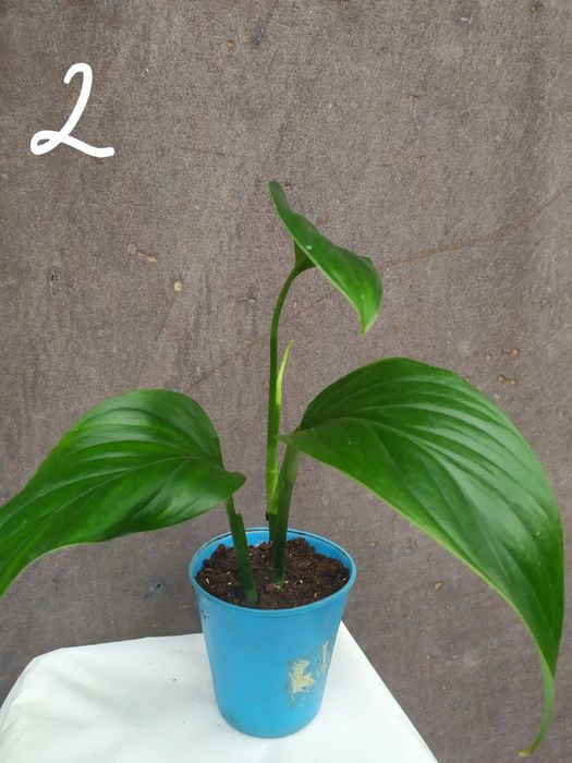 Монстера Фрідріхшталя []Monstera Friedrichstha]lii