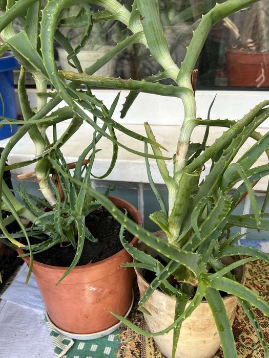 Цветок Алое (столетник)