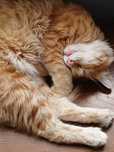 Gatinhos dóceis para adoção