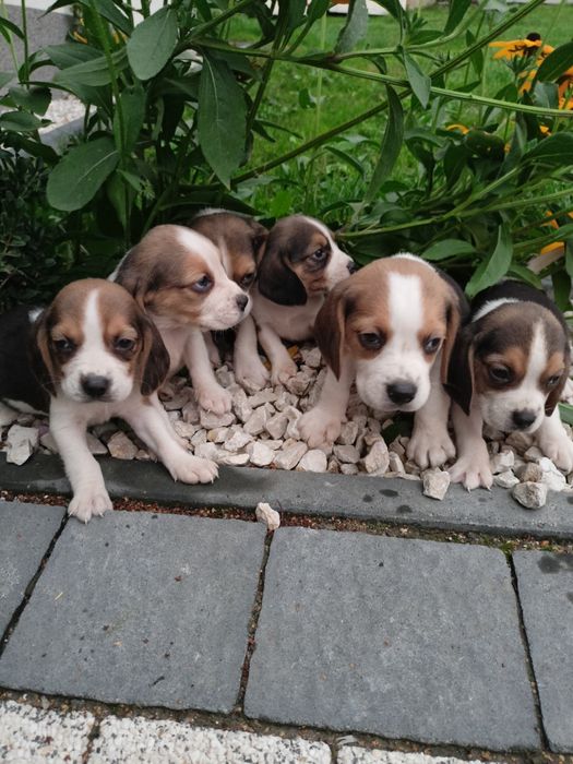 Beagle tricolor