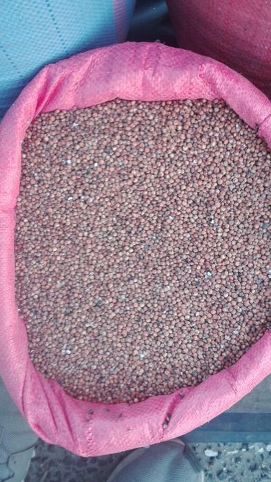 Sorgo czerwone dla gołębi i drobiu