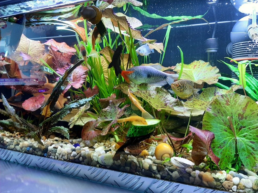 Ludwigia, Limnophila, Kryptokoryna,