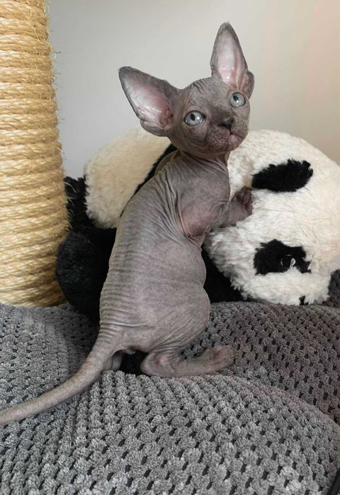 Мимишная девочка окрас голубой.