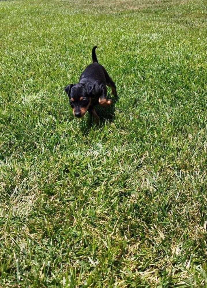 Pinscher cavalinho femea