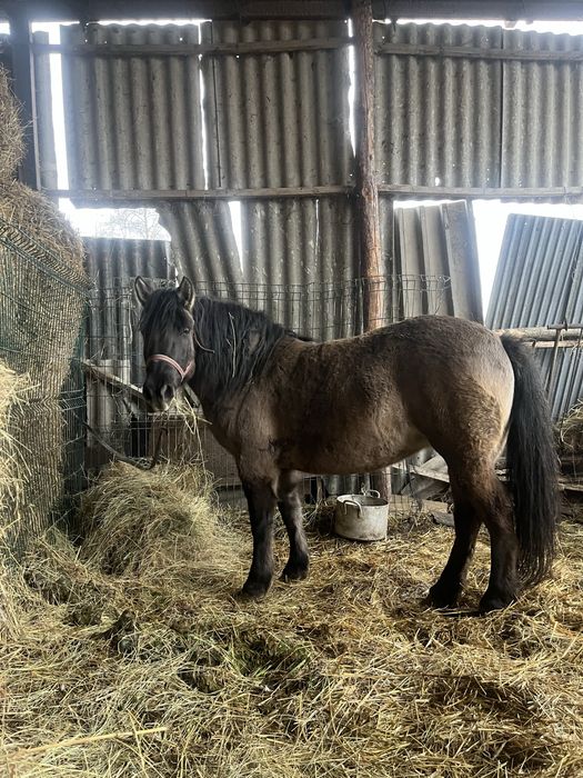 Sprzedam 8-letnią klacz konik polski