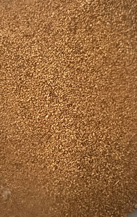 Продама   Рижій