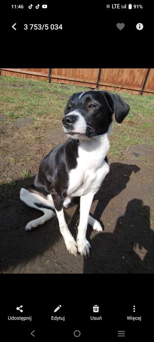 Matylda wyjątkowa suczka do adopcji