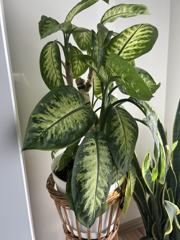 Kwiat doniczkowy Diphenbachia