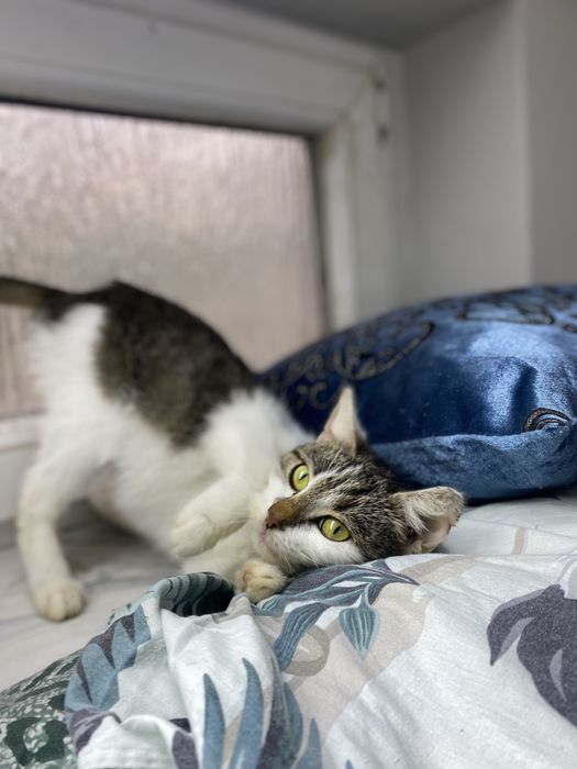 Młoda, kochana i przyjazna kotka pełna uroku