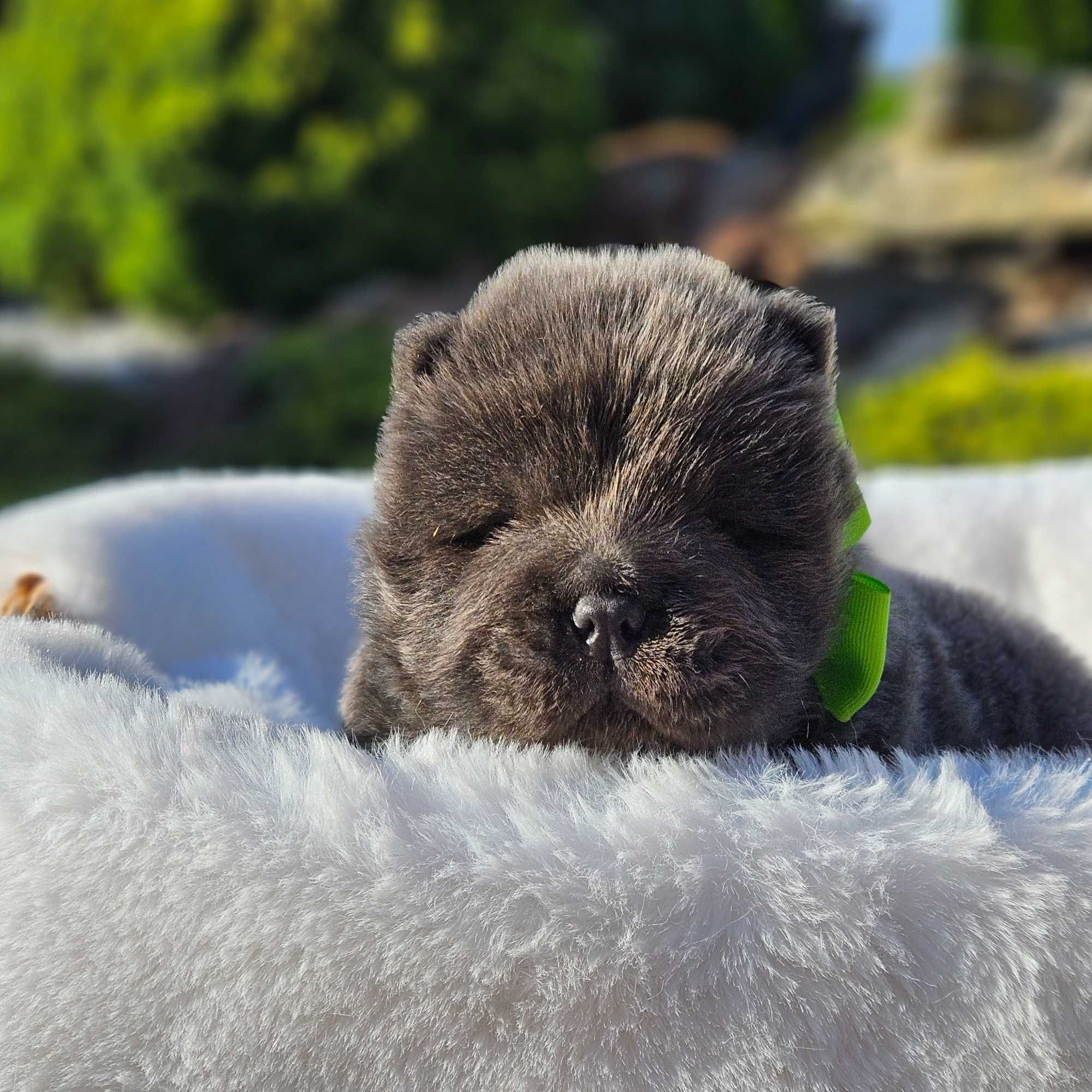 Chow Chow szczeniak.