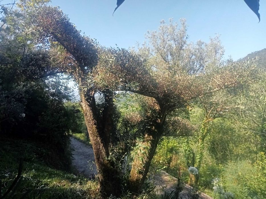 Oliveira para jardim