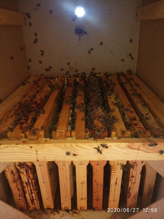 Пчелопавильон на 100 потребує ремонту