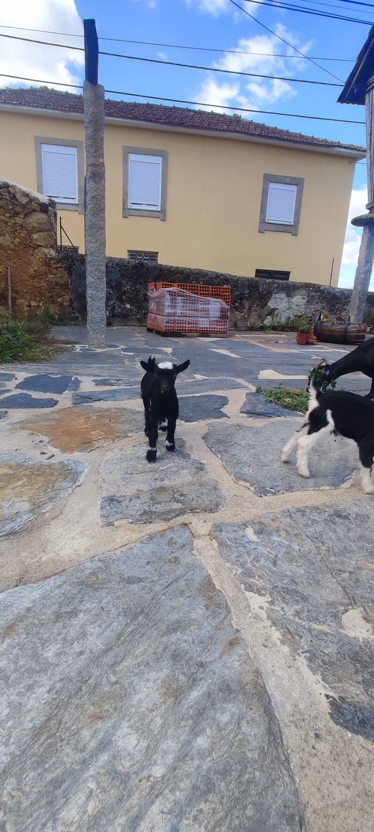 Cabras anas macho