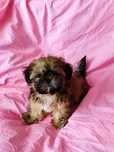 Shih Tzu Szczeniaki Suczka