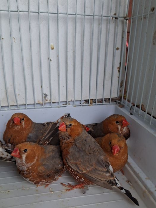 Zeberki  2025 samce samiczki.