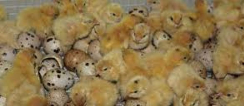 Перепелині яйця ( опт)