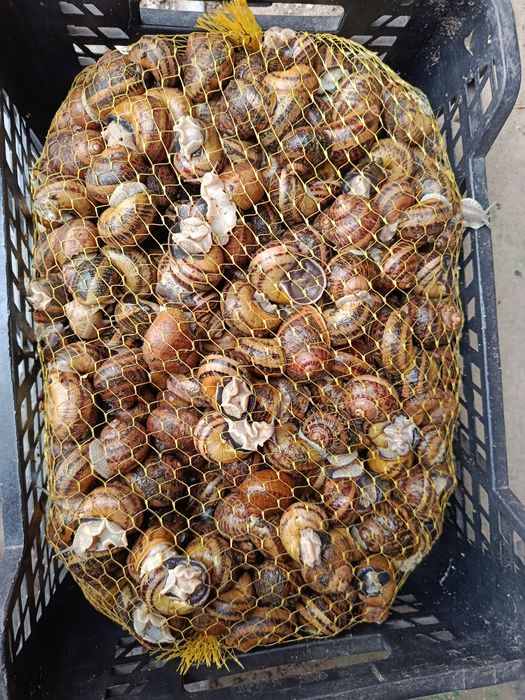 Ślimaki Helix Aspersa Maxima