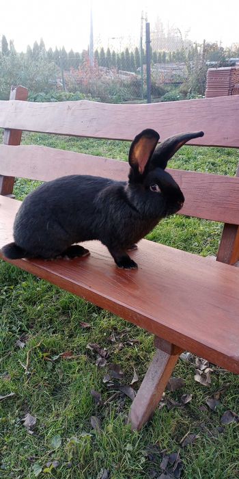 Olbrzym srokacz niemiecki