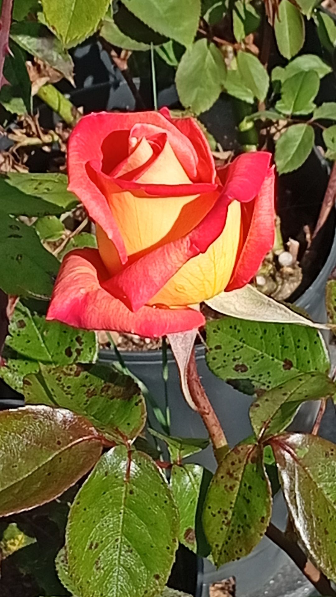 Rosas perfumadas