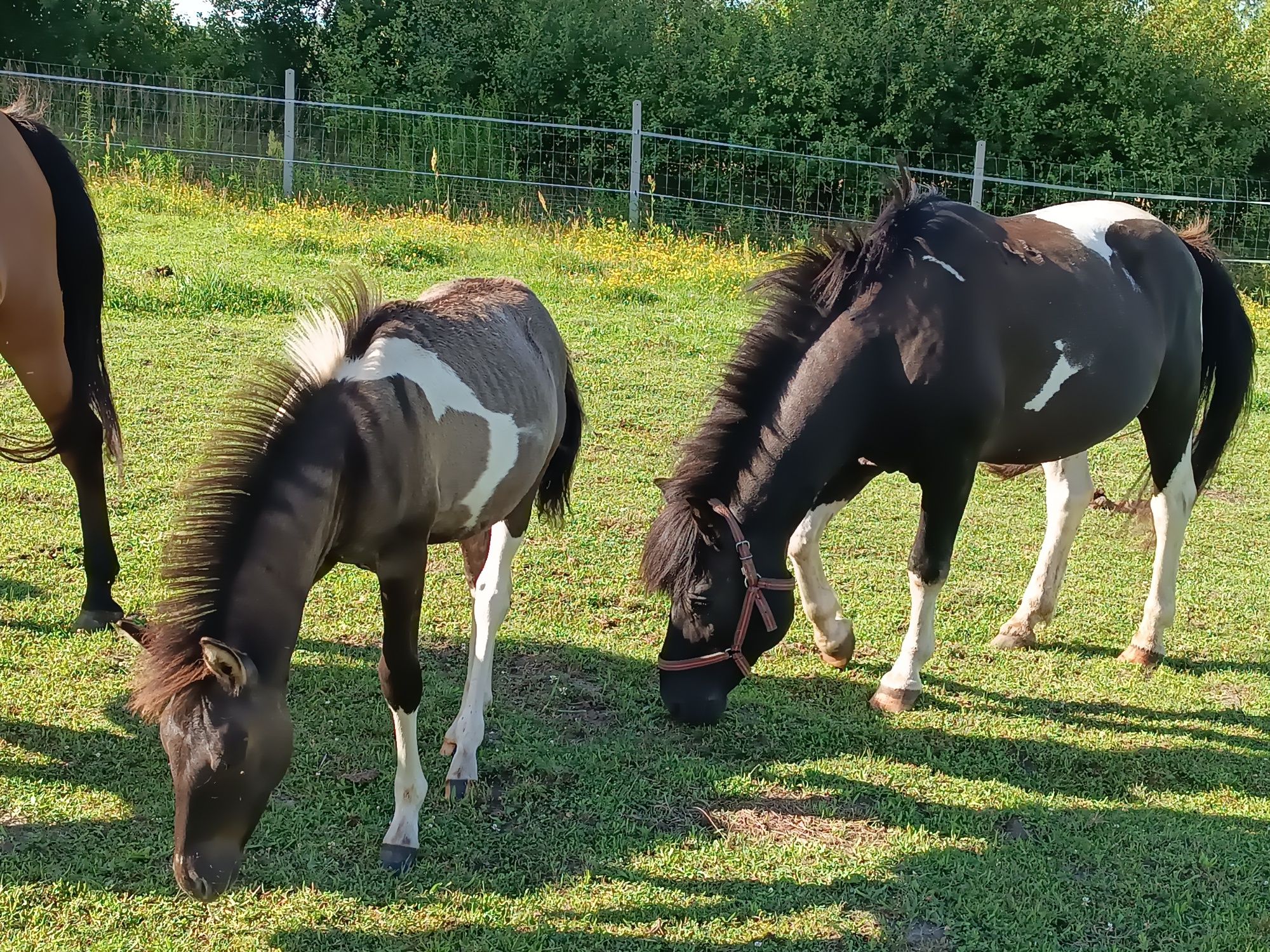 Koń hucuł źrebak