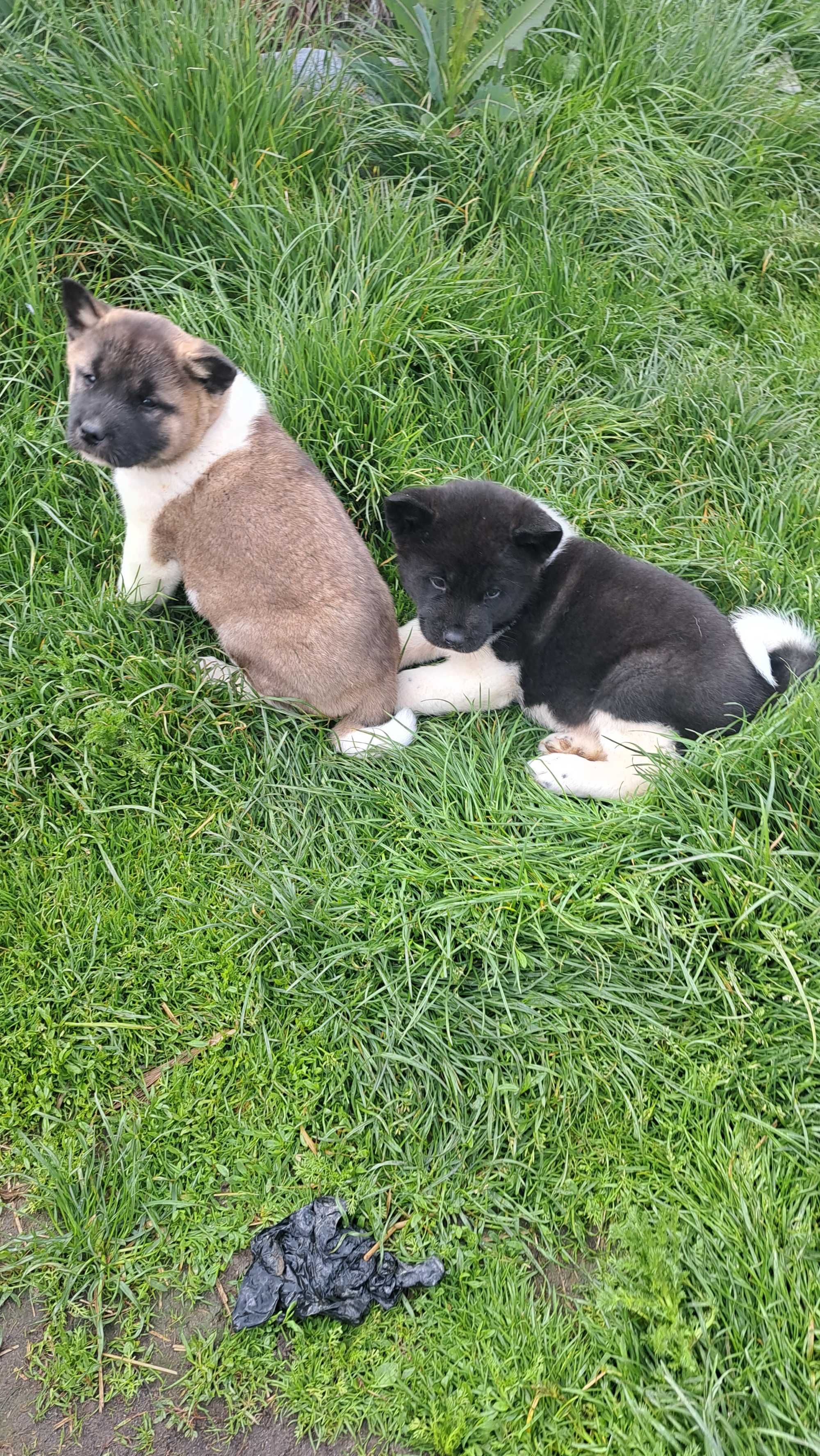 Akita amerykańska piekny piesek