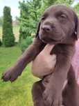 Szczeniak labrador retriever