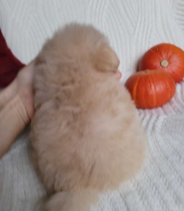 Наче іграшковий ведмедик) Дизайнерська mini pomapoo дівчинка з Києва