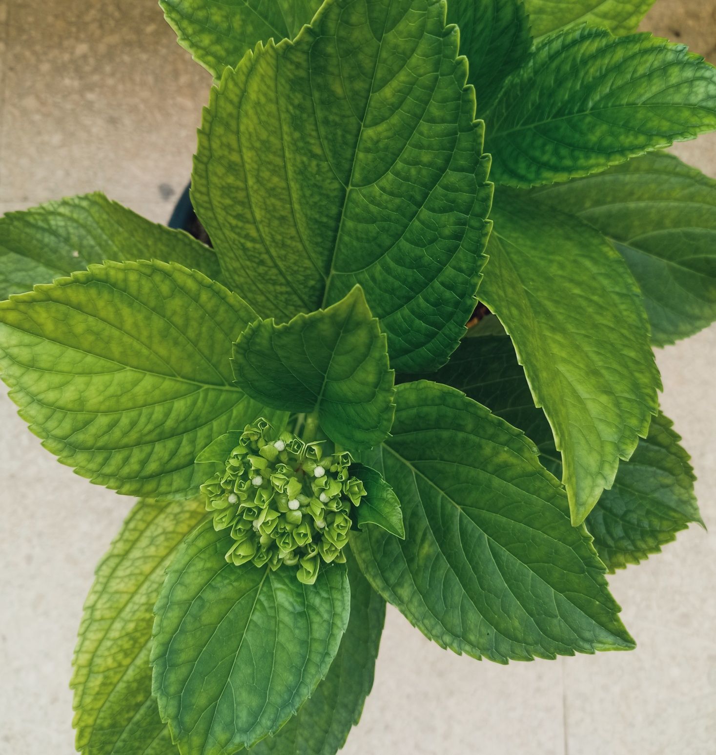 Hortências em vaso