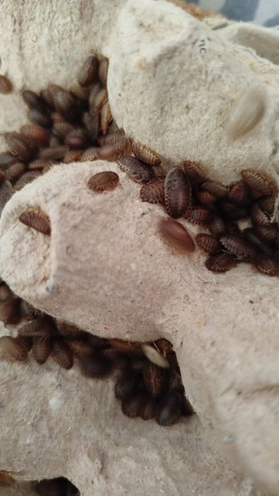 Порція корму цвіркуни ,тарагани ,мучник