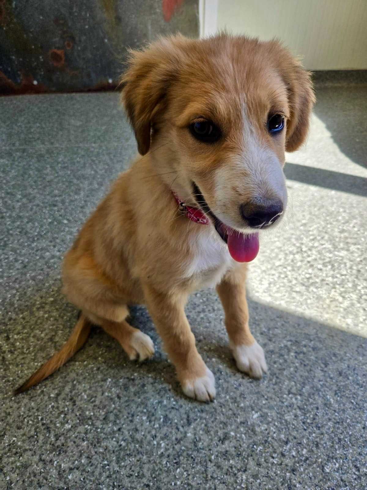 PISTACJA 4  mies sunia do adopcji uratowana w Bułgarii