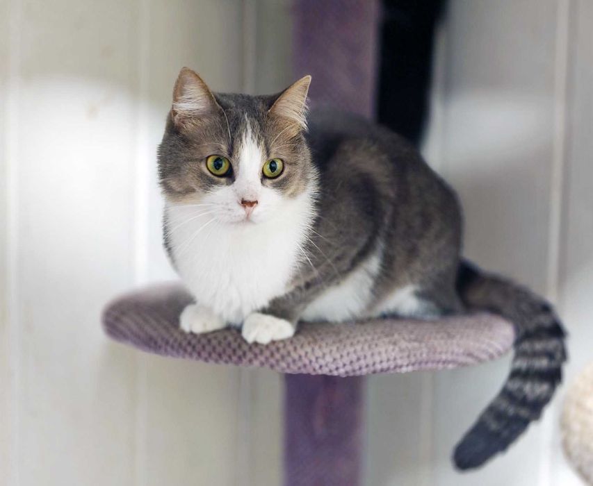 Ніжна кицюня Доллі 1рік шукає домівку! сріблясто-біла кішка кошеня кіт