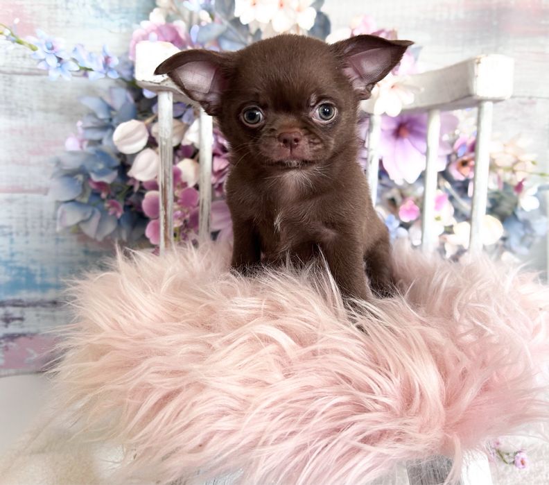 ***Czekoladowy maluszek chihuahua***