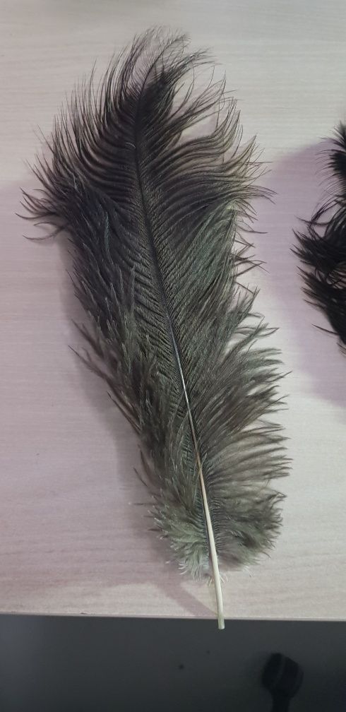 Strusie pióra/emu/