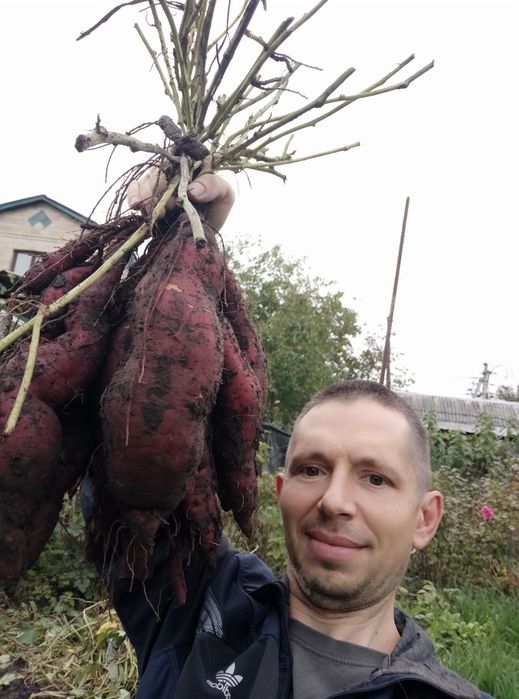 "Продам  клубни батата !  батат Киев"